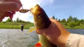 Когда голавль начинает ЖРАТЬ ! Рыбалка ШИКАРДОС!!!