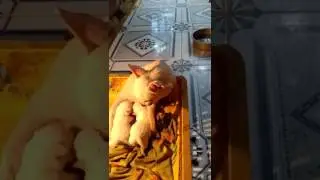 Chihuahua mẹ hạ sinh được 2 con ú na ú nần