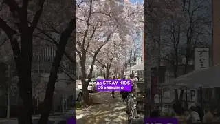 Концерты Stray Kids #kpop #straykids #skz
