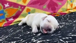 5 days old Labrador puppy sleeping peacefully in sofa ❤️🥰 | Labrador charvi