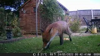 fox 🦊 eating apples and pears #wildlifephotoghraphy #nature