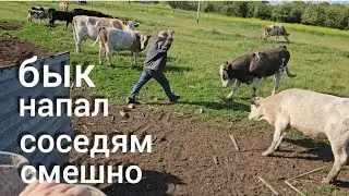 У мужа ТРАВМА,меня ЗАБАНИЛИ за мат😱 Виноваты жадные соседи