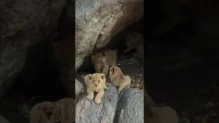 The newest additions to the Ntsevu pride #wildlife #safari #ntsevupride #lions