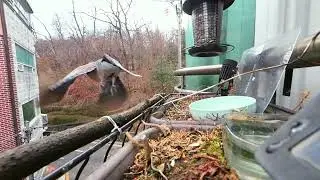 bird feeding. HD.