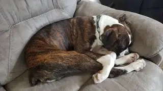Texas Boxer Dog Named Franklin In Trouble
