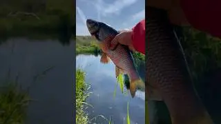 Чуть не ушёл!!!😅😅😅🎣 #рыбалка #природа #путешествие #пейзажи #рыбалканаязя #приколы2024 #втоп