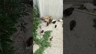 Трава на воле намного вкуснее!
