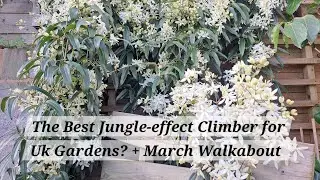 No. 121 - Is this the Best Jungle-effect Climber for a UK Garden? + March Walkabout the Garden.