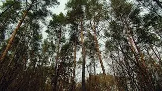 Звуки природы.Лес.Пение птиц.Для сна,медитации.Relax