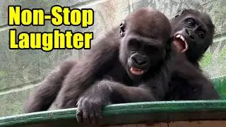These Baby Gorillas Had the Whole Crowd Laughing!