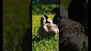 Утки .. лучший кадры 🔥