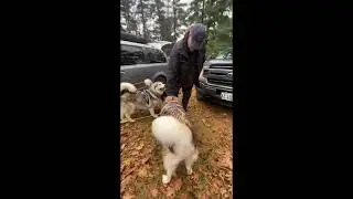 Mush Larose Friendships Made For Life #dogsledding #sleddogs #dogsports