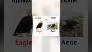 Animal and their home 🏠🏡🏡🏠