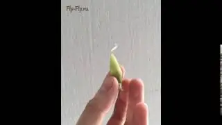 Куколка графиума Агамемнона