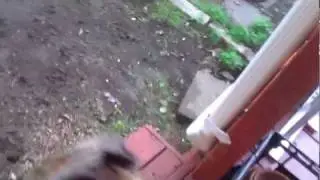 Norman! Great Dane with the "zoomies"