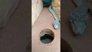 easy snake trap make underground hole । 