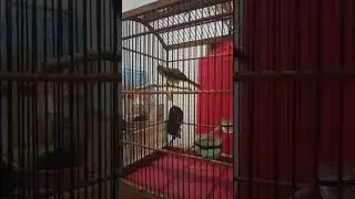 Masteran kasar cucak jenggot Jawa beset pedes