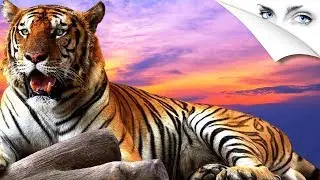 ТАНЕЦ ТИГРА. TIGER DANCE. Защита тигров - дело каждого. Символ красоты, грации, удачи и силы.