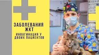 Заболевания ЖКТ у питомцев. Инвагинация у двоих пациентов