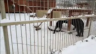 Ягуар Брабус жадничает, а Пумка ищет мясо 🍖 ПАРК ЗЕМЛЯ ПРАЙДА 🌿