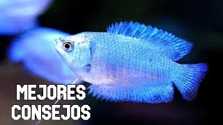 Golden rules for caring for Colisas