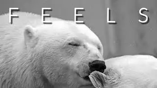 F E E L S | LoFi Hip Hop Songs to relax | Study Music