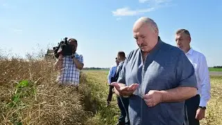 Президент проинспектировал ход жатвы в Минском районе: надо посмотреть с тактикой!