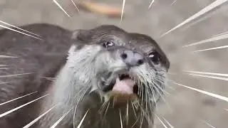 otters.mp4
