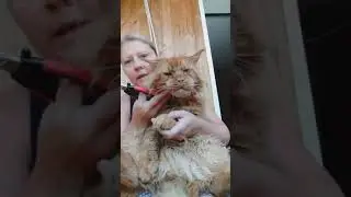 Кот Джокер,Мейн кун. Подстригаем когти. Само Спокойствие.