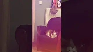 How to Take Adorable Cat Selfies 🐱📸