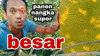 buah nangka super besar