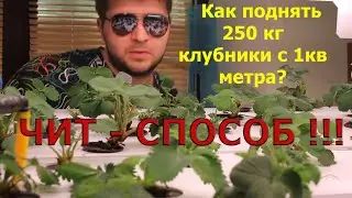 #shorts #Бизнес на клубнике с чего начать ?