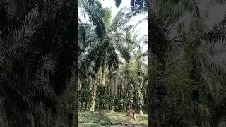 SANGAT TINGGI SEKALI POHONNYA‼️MANTAP#shorts