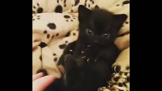 Маленький хищник!
