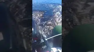 Обкатка китайского мотора Globalmarine 2.6 и лодка фрегат 280е
