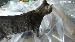 Mini sera yaparak tohumlarınızı daha hızlı büyütün