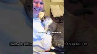 самые смешные стоп кадры котов смешные коты,коты приколы,коты,котята,смешные моменты,нарезки котов