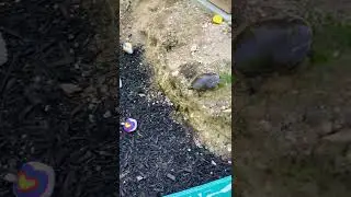 FALLING FOR #LOVE save 🅰️# TortISe
