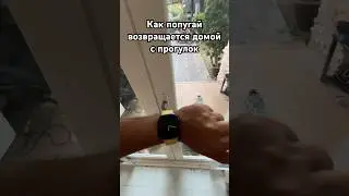 Это Жорик 🦜Иногда милый, иногда хулиган. Если любишь попугаев — тебе сюда. #sunconure #parrot