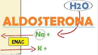 ALDOSTERONA