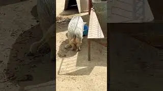 Хрюндель Мини - Красотка!