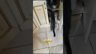 Cat looking for treats😂🤣😜 #animals #pets #funnyvideo #youtubeshorts #cat