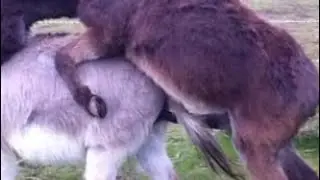 donkeys meeting please youtube channel subscris kro do#anime #donkey
