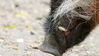 RED RIVER HOGS FUN FACTS