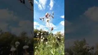 Обнимает золотом осень