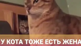 У КОТА ТОЖЕ ЕСТЬ ЖЕНА!☝️Смешные приколы с котами