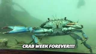 BLUE CRAB - License 2 Claw (Official Lyric Video)
