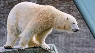 ТОП 10   Самых опасных животных  в мире!!!