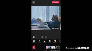 Лютые коты