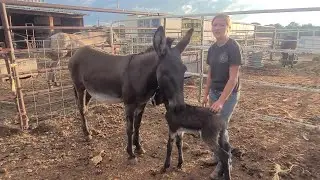 Our Donkey Just Had a Mini... and He’s Adorable
